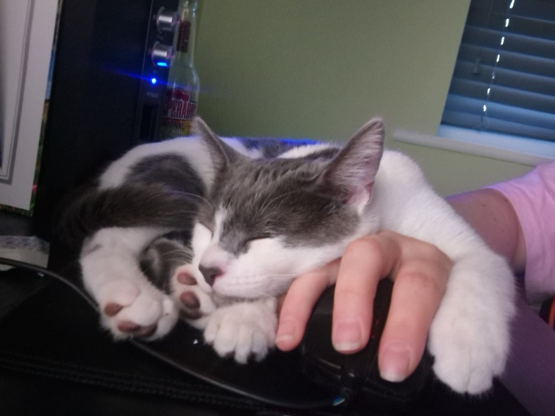 New (first) cat - what sort of bed?