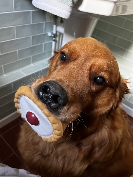 Any Golden Retriever experts?