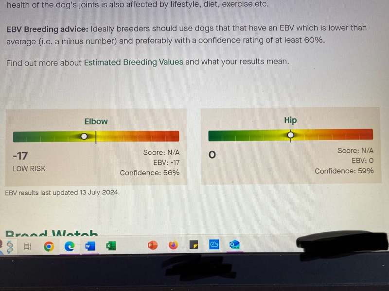 Young working lab newly diagnosed with HD & arthritis