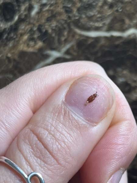 What is this bug please