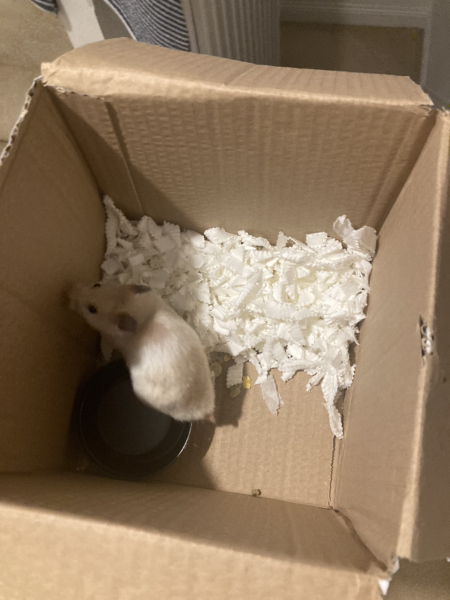 I've lost the hamster