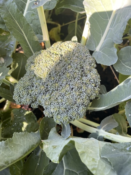 Broccoli-is it ready to pick