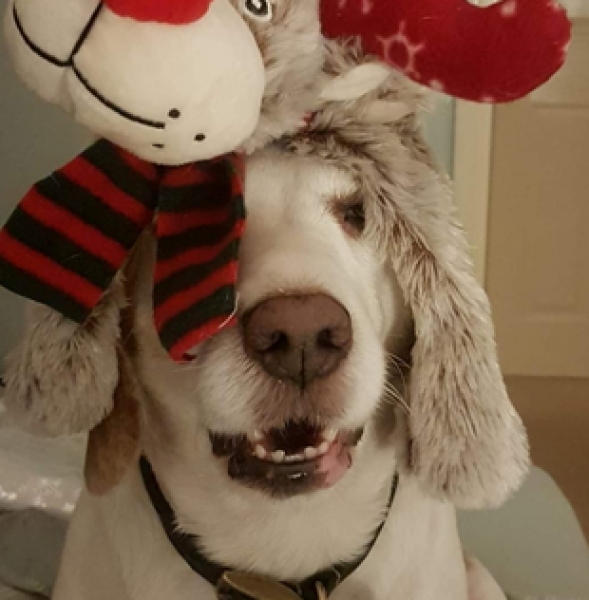 Share Your Dog Stories and Photos! 🐾 Chance to Win £100!