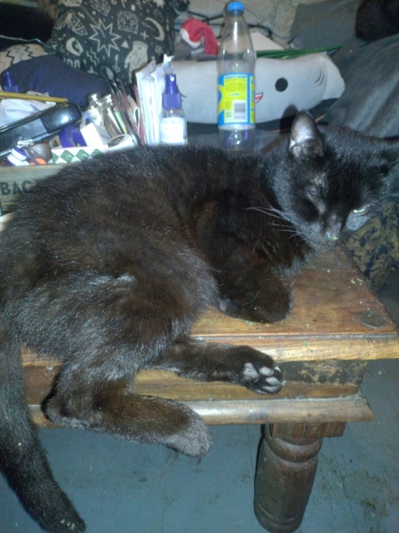 The One where TC moved to Scotland and joined the Excellent Cats