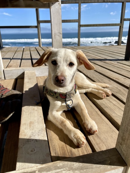 Puppy Survival Thread for New and Old Pups - Spring is around the corner!