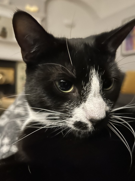 Thread 2. Starmer, return of the Labour government