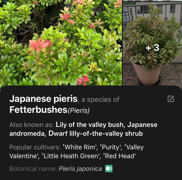 Anyone know what this plant is?