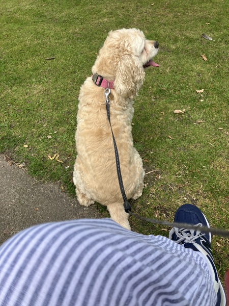 24 year old son desperate for a dog.