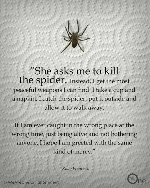 To ask how to get rid of cellar spiders?