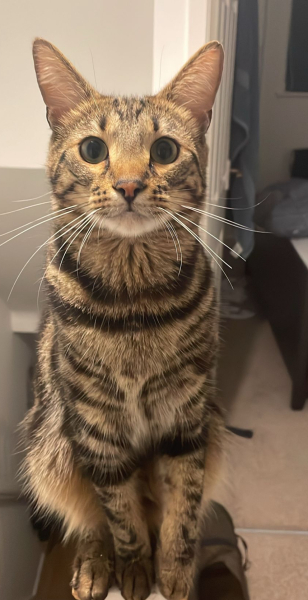 Thread 1 Starmer: A New Hope