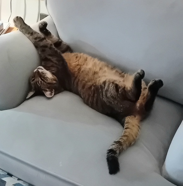 The One where TC moved to Scotland and joined the Excellent Cats