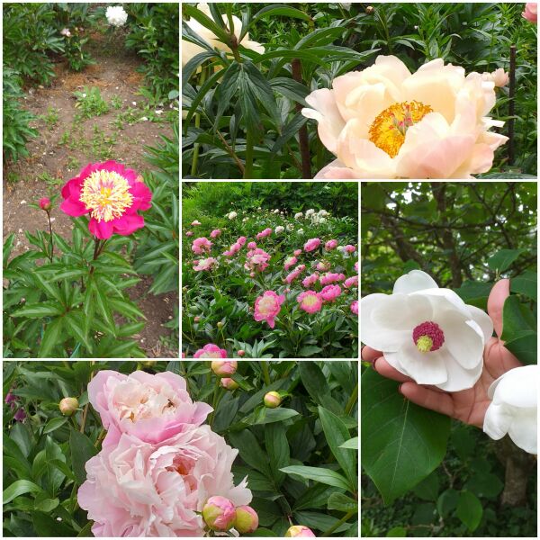 Thread 53 Sunak: Superminority!