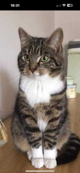 Are these mackerel tabby markings?