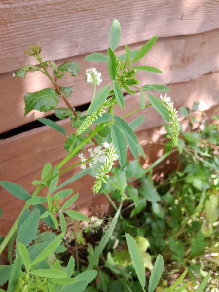 What have you done in the garden today? Part 5