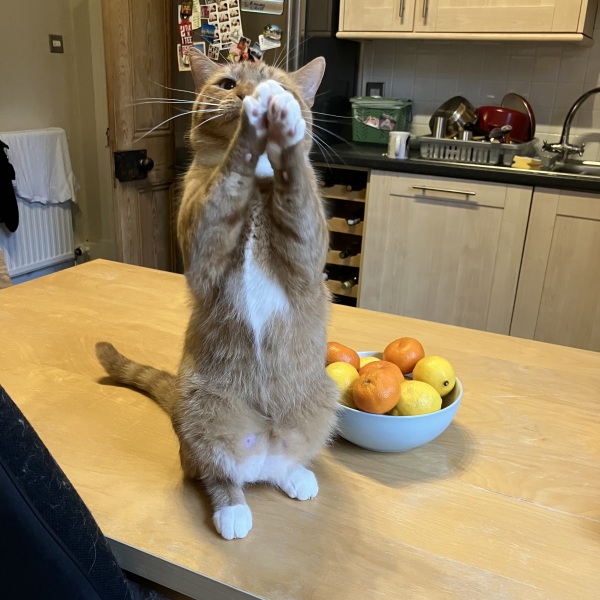 Cat photos