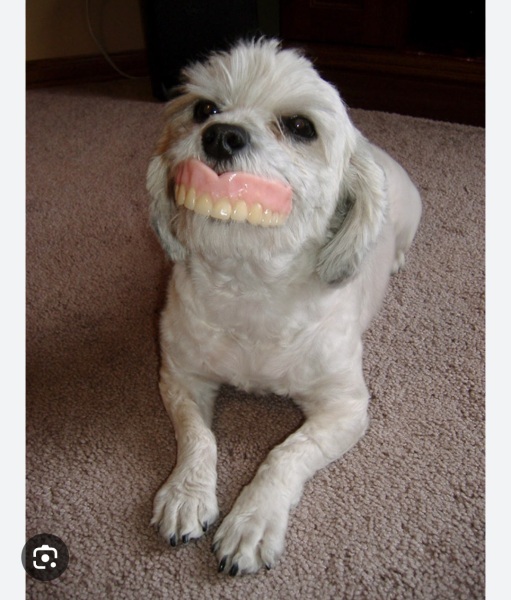 I have lost my teeth