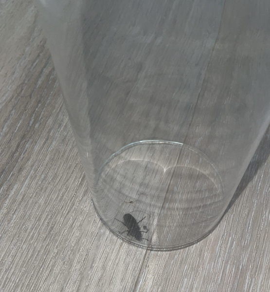 To ask about woodlice…