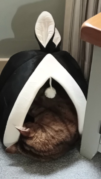 The One where TC moved to Scotland and joined the Excellent Cats