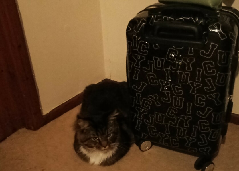 The Great Recovery part 2 - After Cancer treatment what next?