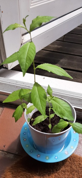 What is this?! Plant id
