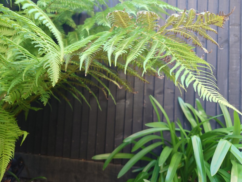 Recommend me a colour for our fence