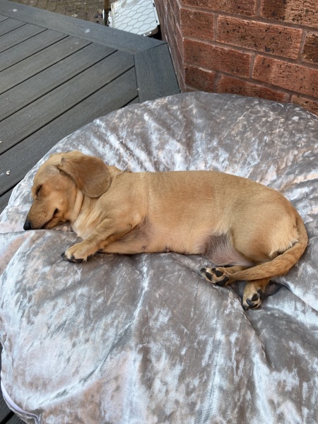 Naming dog similar name to DD
