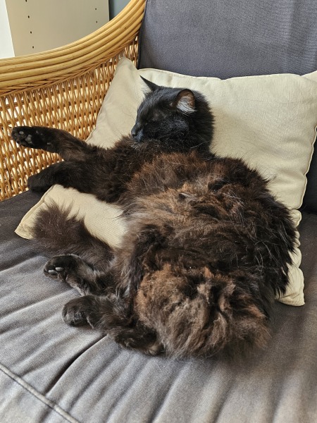 The One where TC moved to Scotland and joined the Excellent Cats