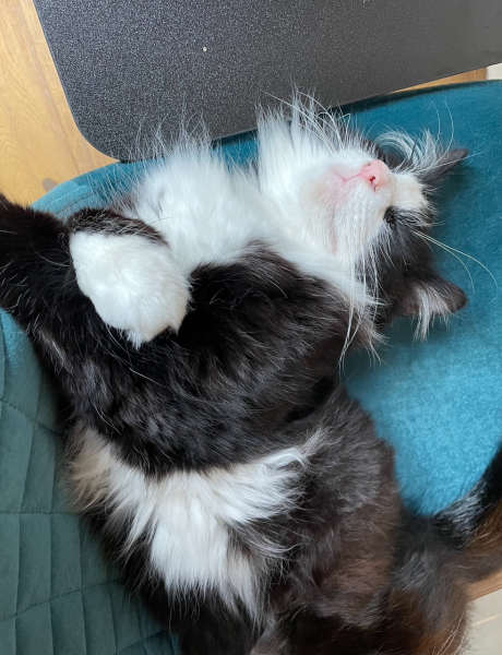 My cat ‘hiding’…. Anyone else have this??