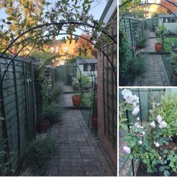 Where to buy trellis and rose arch