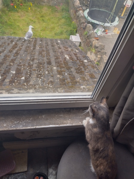 The One where TC moved to Scotland and joined the Excellent Cats