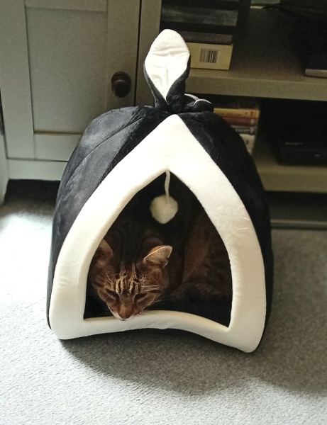 The One where TC moved to Scotland and joined the Excellent Cats