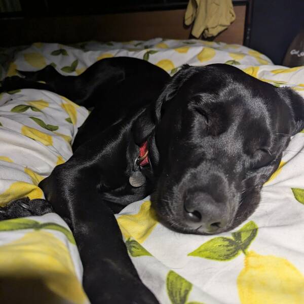 Share Your Dog Stories and Photos! 🐾 Chance to Win £100!
