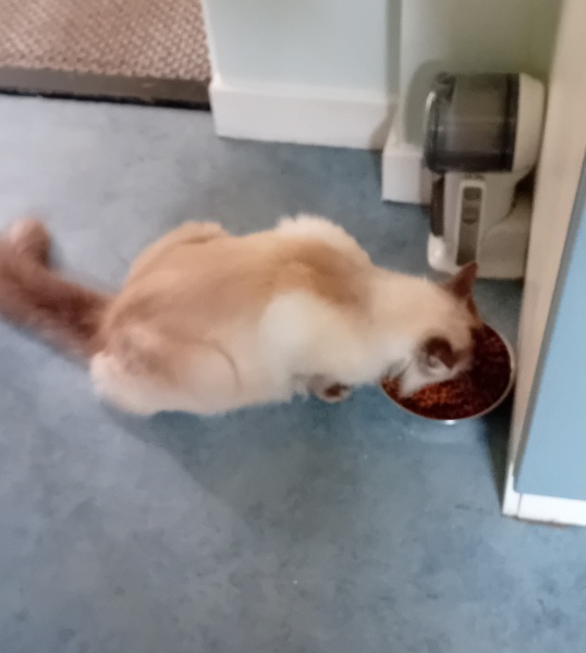 The One where TC moved to Scotland and joined the Excellent Cats