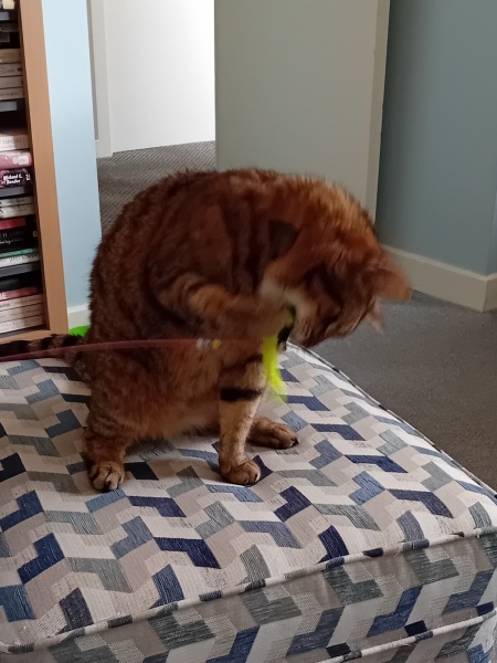 The One where TC moved to Scotland and joined the Excellent Cats