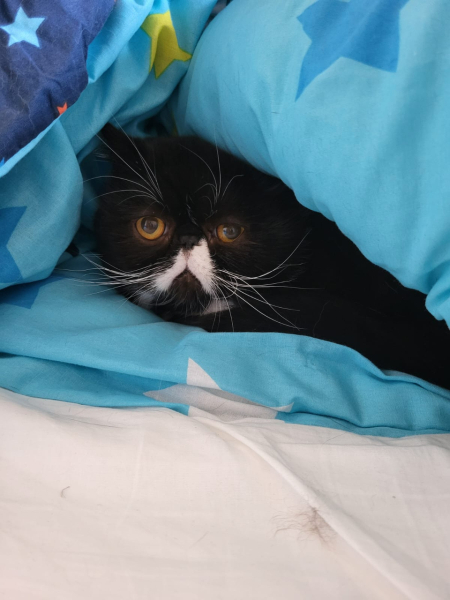 My cat ‘hiding’…. Anyone else have this??