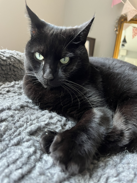 The One where TC moved to Scotland and joined the Excellent Cats