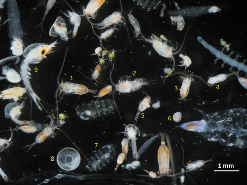 How can "vegan leather" be plastic (based on oil) which is dead shellfish?