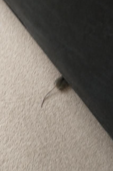 Help! What to do about a mouse in our house!