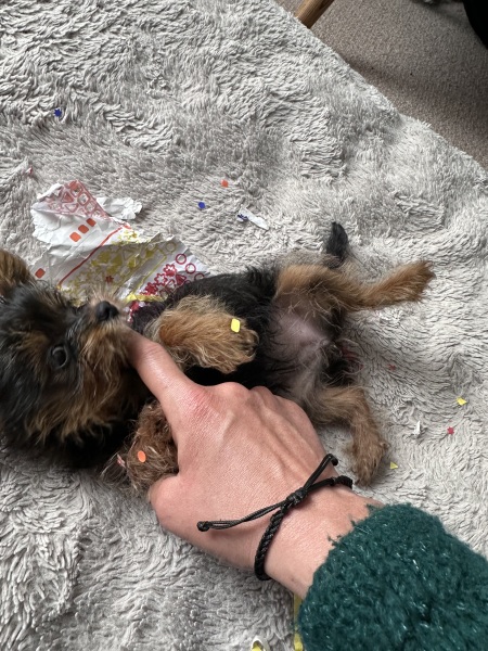 Super Soft Absorbent washable puppy pee pad?!