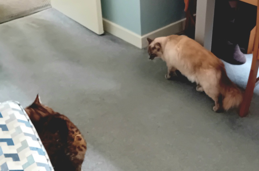 The One where TC moved to Scotland and joined the Excellent Cats