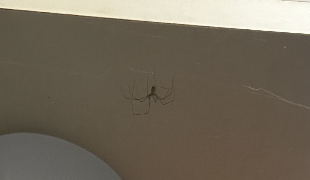 To ask how to get rid of cellar spiders?