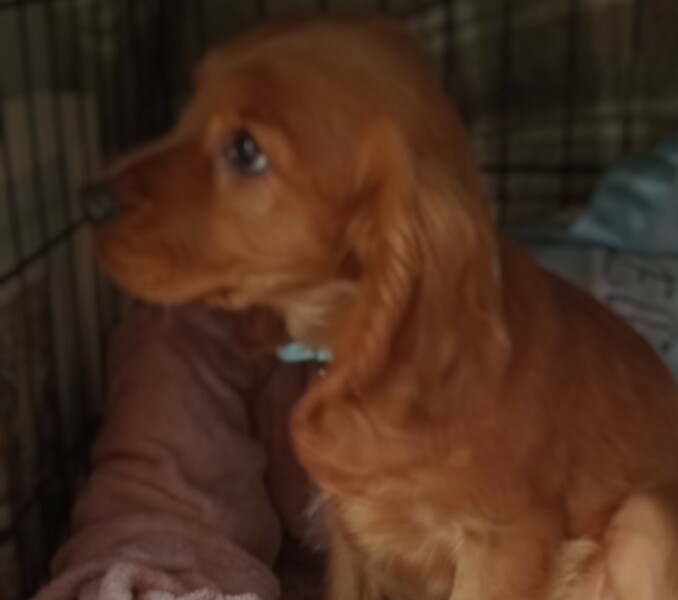 Help me name our puppy