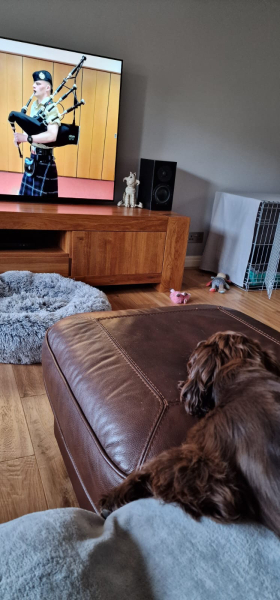 Puppy Survival Thread for New and Old Pups - Spring is around the corner!