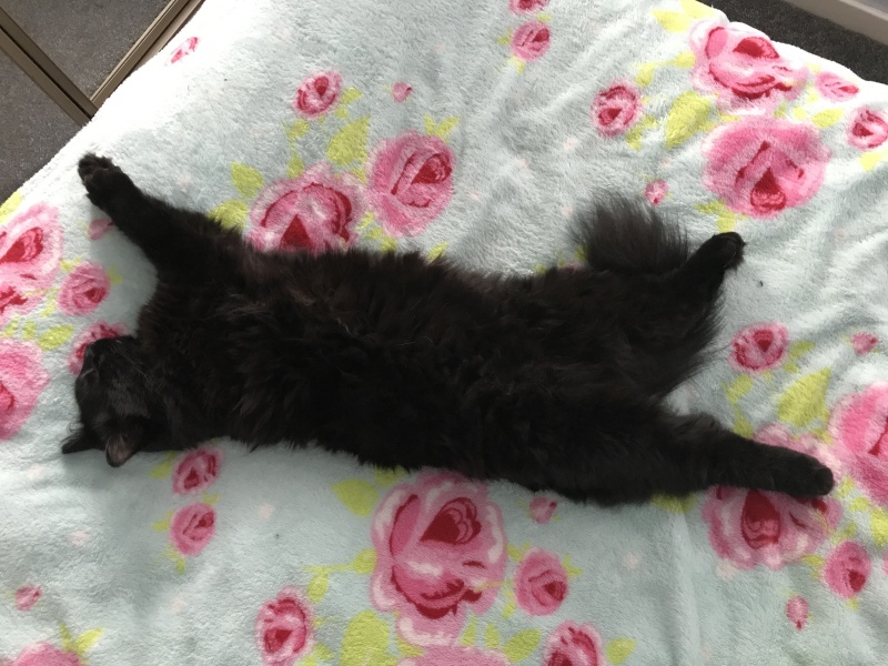 The One where TC moved to Scotland and joined the Excellent Cats