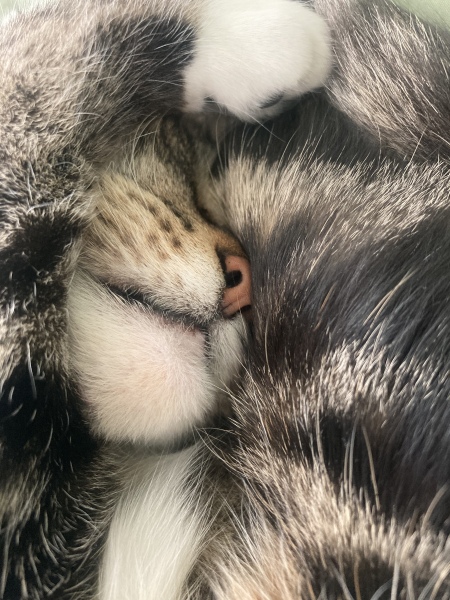 Thread 52 Sunak: The Final Countdown