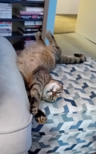 The One where TC moved to Scotland and joined the Excellent Cats