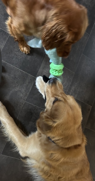 What Breed for 2nd dog that 'goes' with a spaniel?