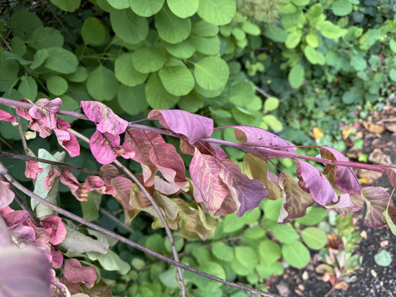 New to the world of plants...can anyone identify these for me?