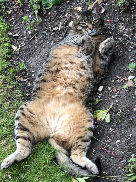 Are these mackerel tabby markings?