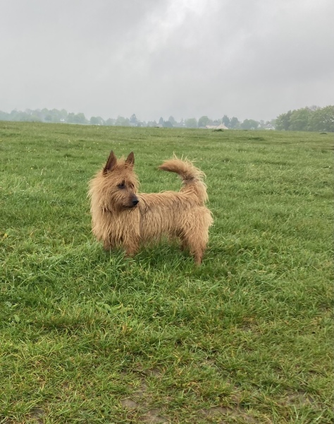 What breed would you recommend for me, small, not too bonkers, wire haired